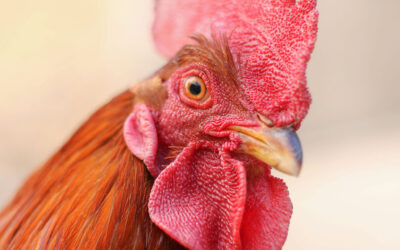 Musings on Rejection