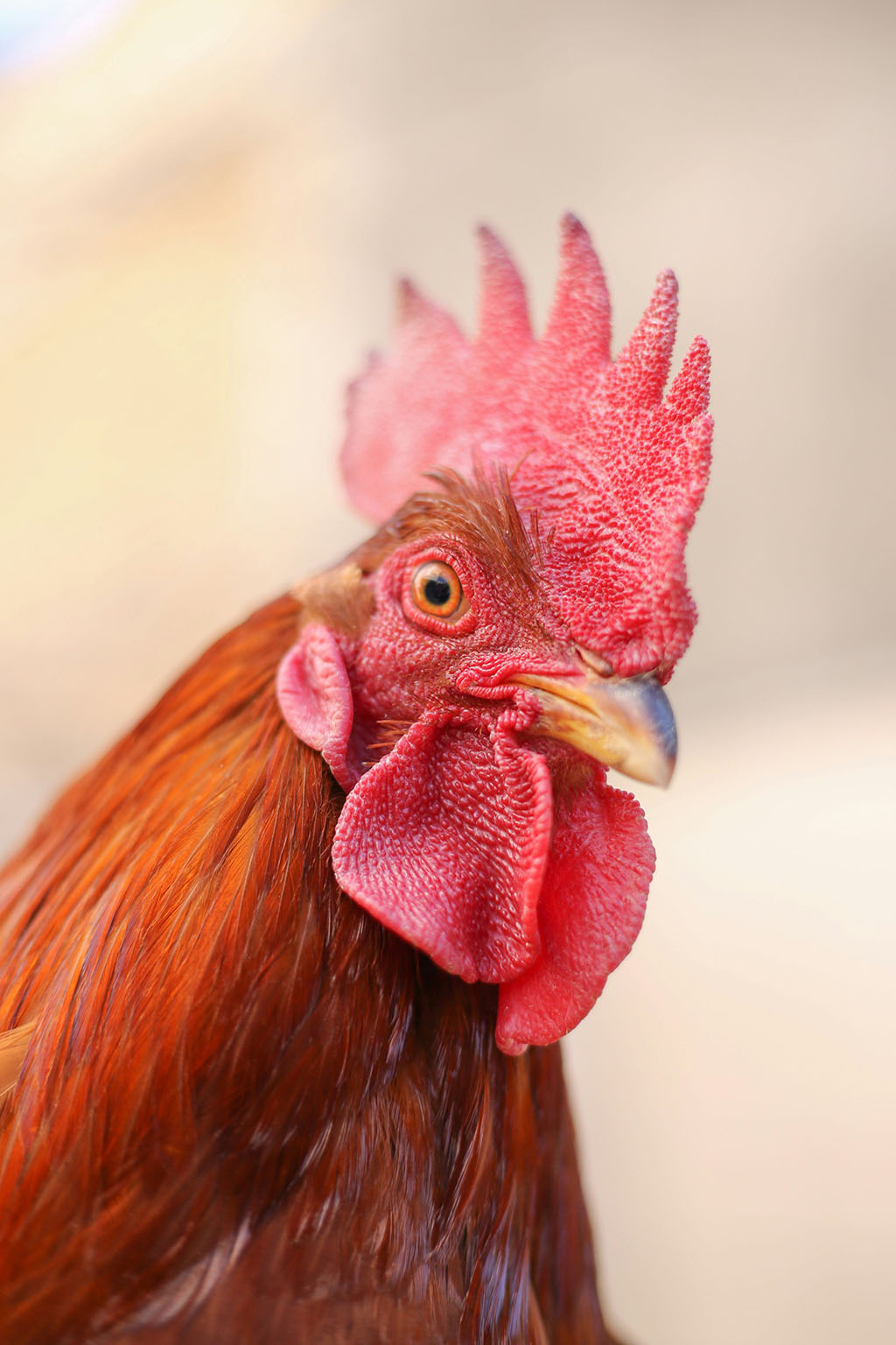 rooster A close-up of a rooster with vibrant red comb and wattles, brown feathers, and a sharp beak, looking slightly to the side against a soft, blurred background.