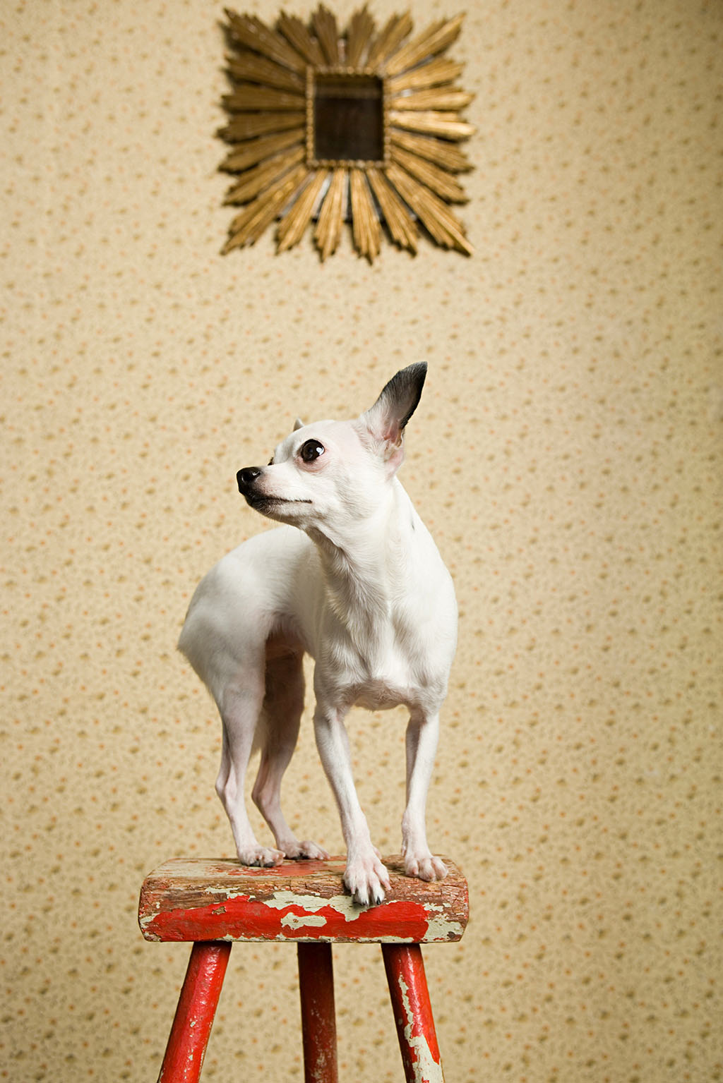 A small white dog A small white dog with black ears stands on a distressed red stool, looking to the left. Behind it is a vintage wallpaper and a sunburst mirror hanging on the wall.