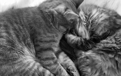 Leadership Practice: Sleep