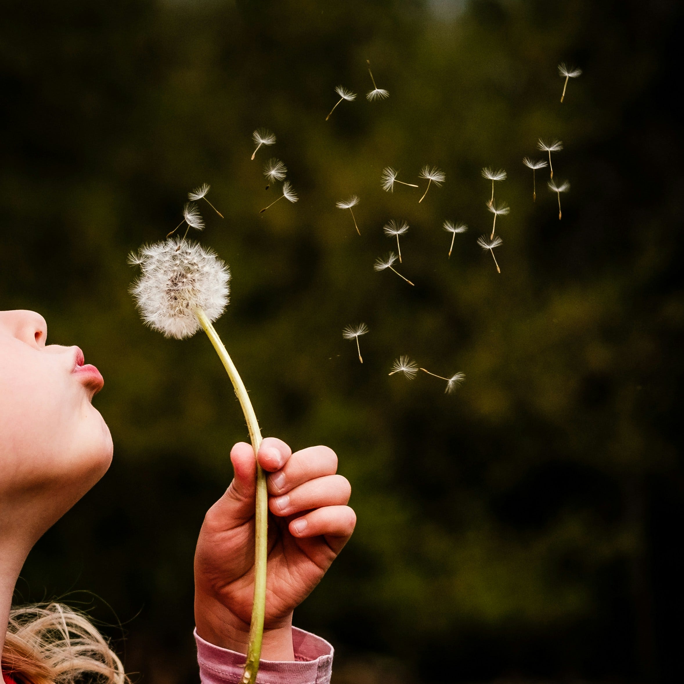 A child holds a dandelion and blows its seeds into the air A child holds a dandelion and blows its seeds into the air, scattering them against a blurred green background.
