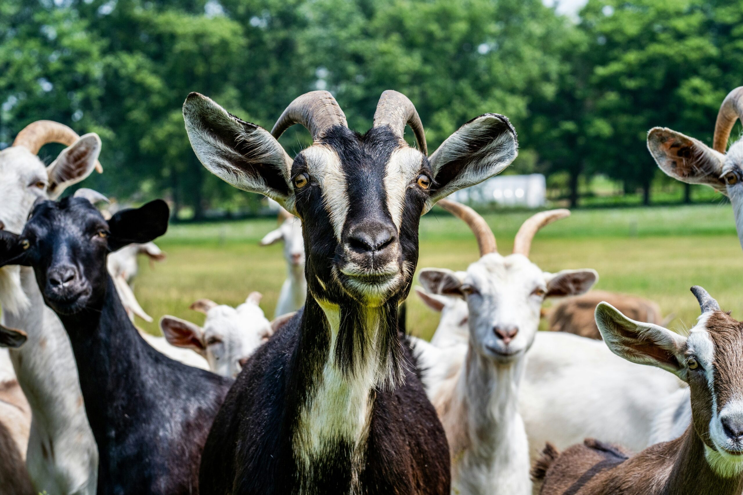 A group of goats stands in a grassy field, with one black and white goat with curved horns in the center facing the camera, surrounded by other goats and trees in the background A group of goats stands in a grassy field, with one black and white goat with curved horns in the center facing the camera, surrounded by other goats and trees in the background.