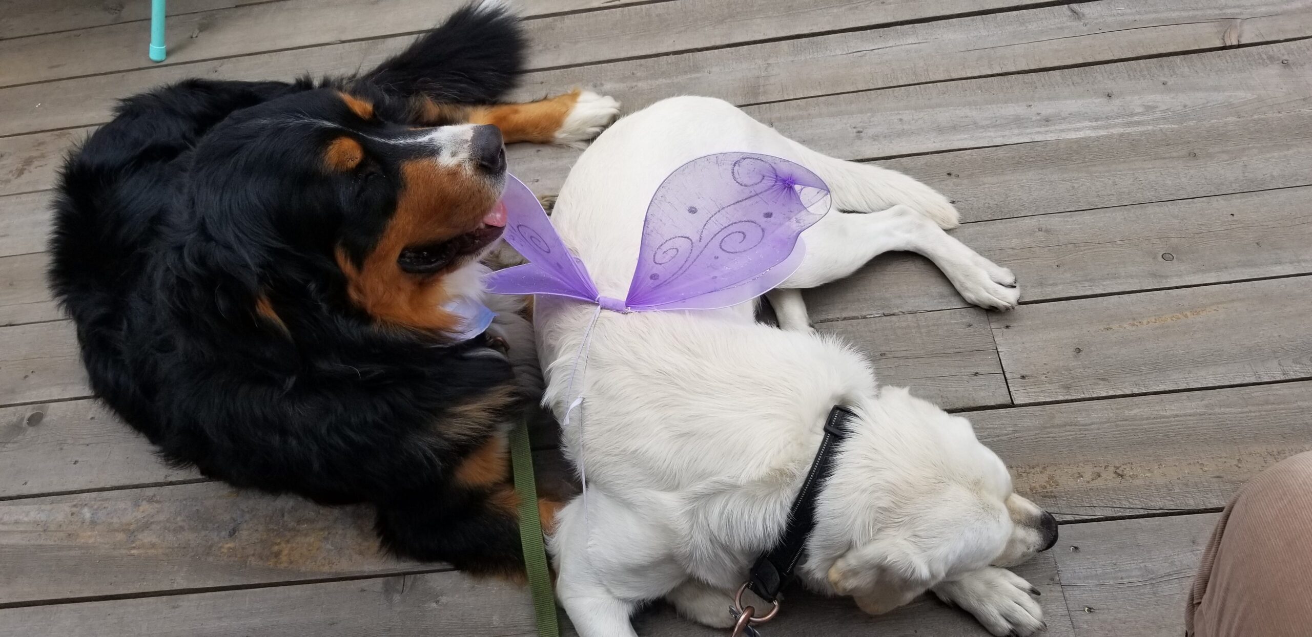 Musings on More Training Not Being the Solution